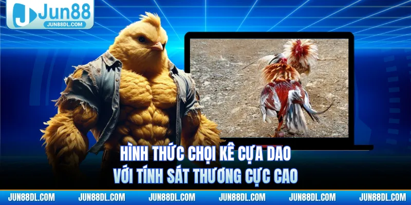 Hình thức chọi kê cựa dao với tính sát thương cực cao