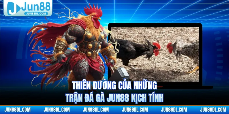 Thiên đường của những trận đá gà JUN88 kịch tính